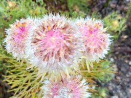 Serruria phylicoides